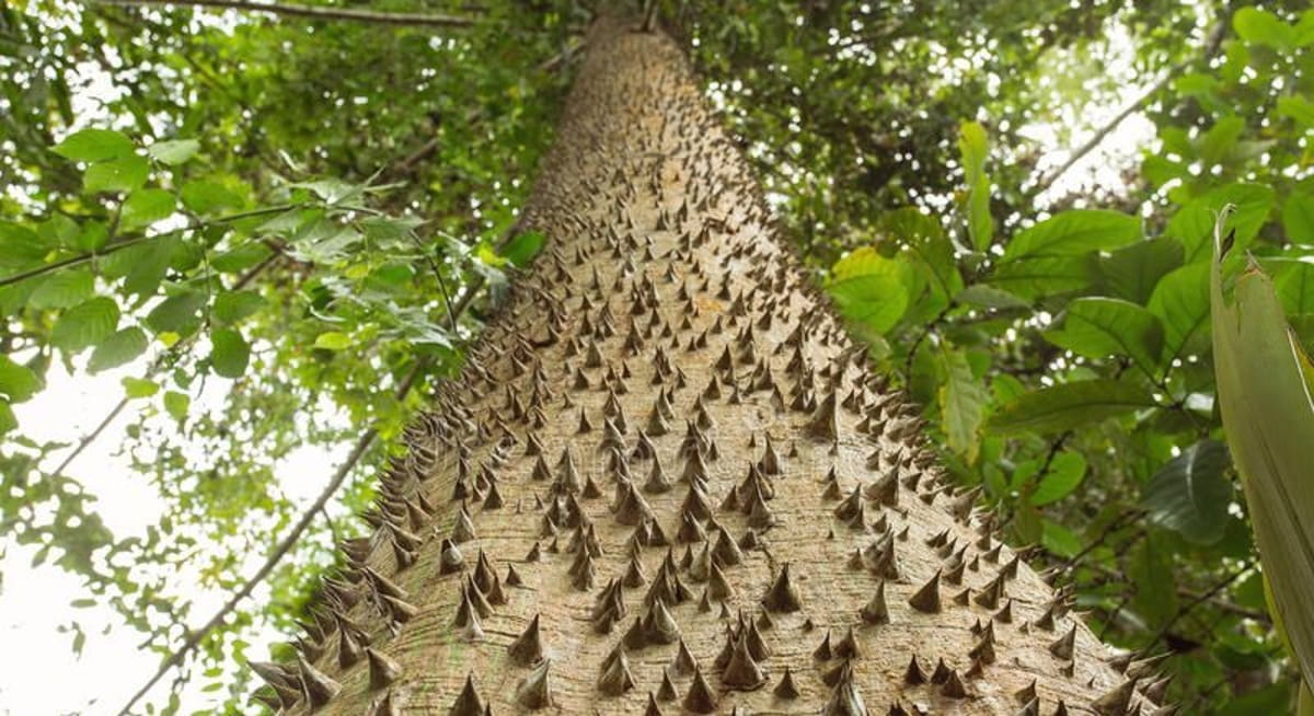 Ao amadurecer sob o sol, seus frutos secos acumulam tanta pressão que explodem literalmente, arremessando sementes a velocidades que ultrapassam os 70 km/h