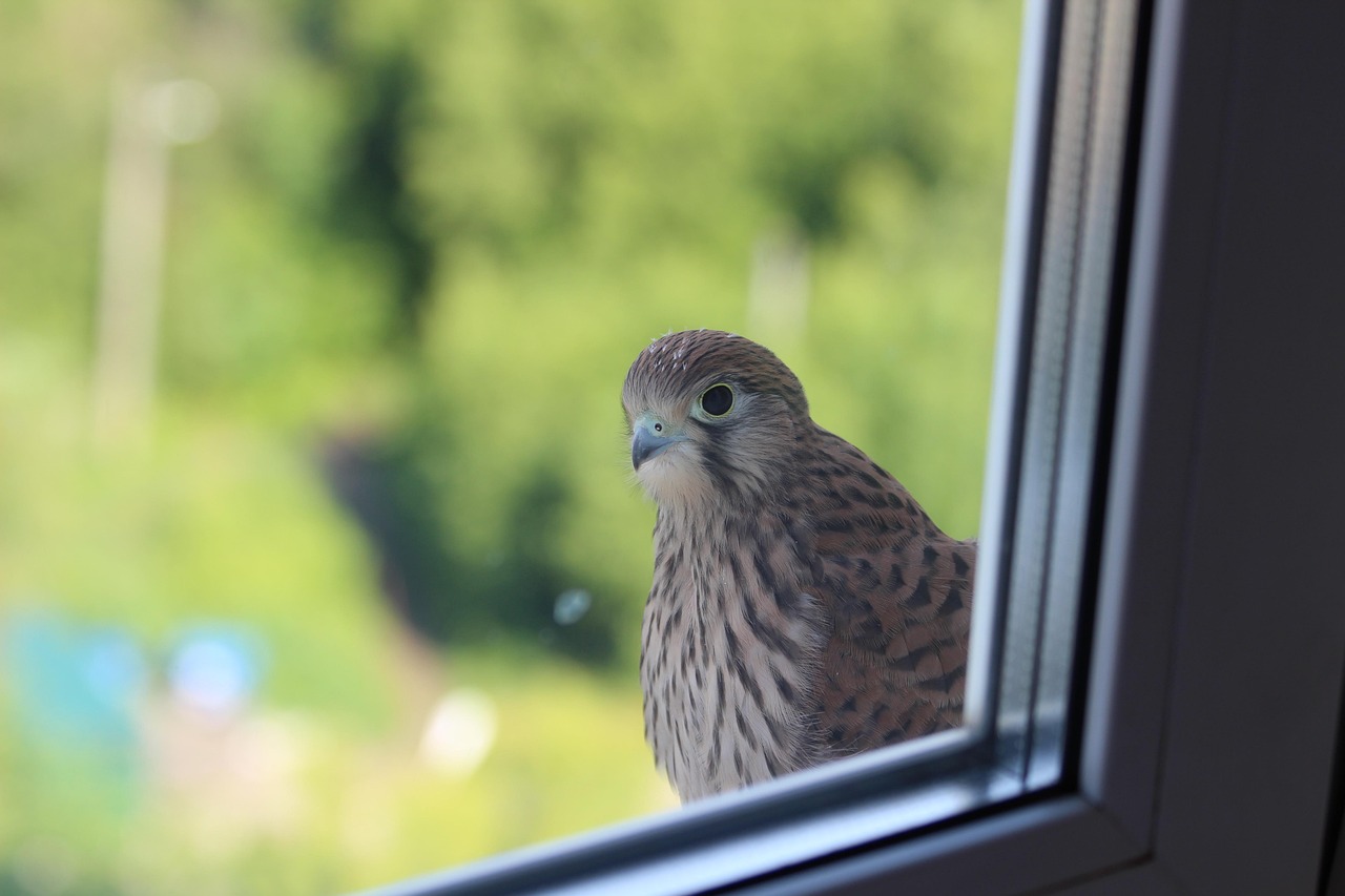 Ao confundir o próprio reflexo com outro animal, a ave entra em um ciclo de disputa que pode durar semanas/Pixabay