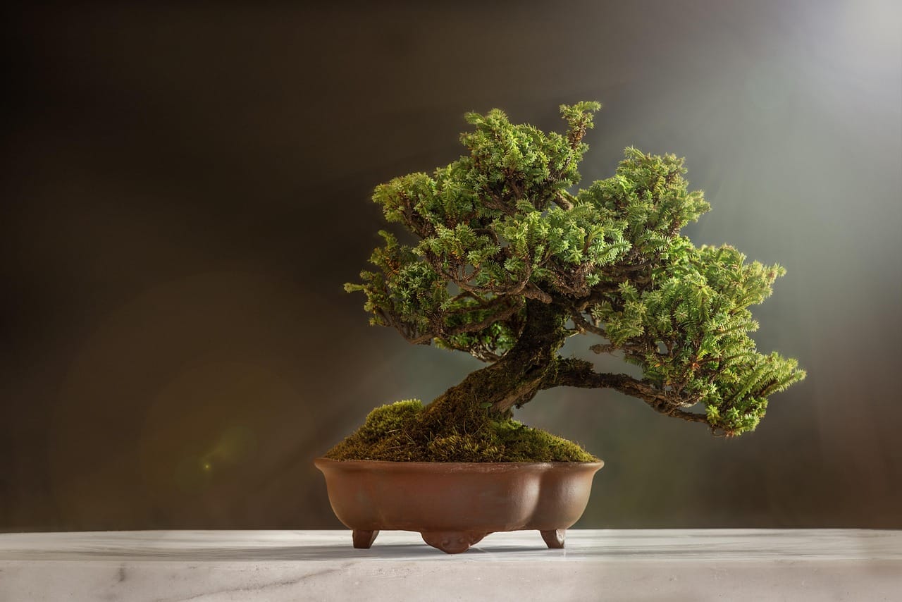 Fenômeno natural transforma árvore em "torneira" a céu aberto na aldeia de Dinoša/Pixabay