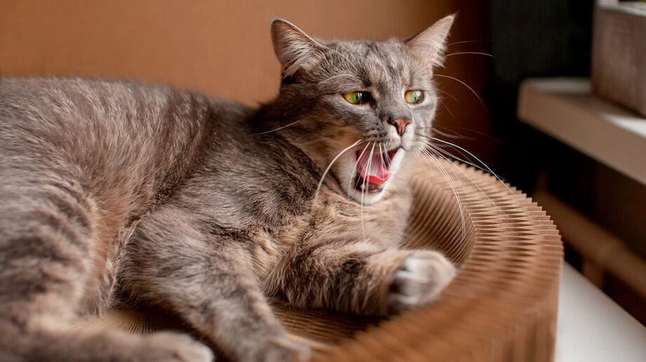Estima-se que a cidade tenha mais gatos do que moradores humanos, com centenas de milhares de felinos vivendo livremente nas ruas, praças e comércios, cuidados informalmente pela população. Freepik