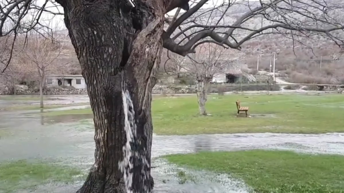 Amoreira centenária em Montenegro jorra água após o fim do inverno e vira atração turística/Reprodução