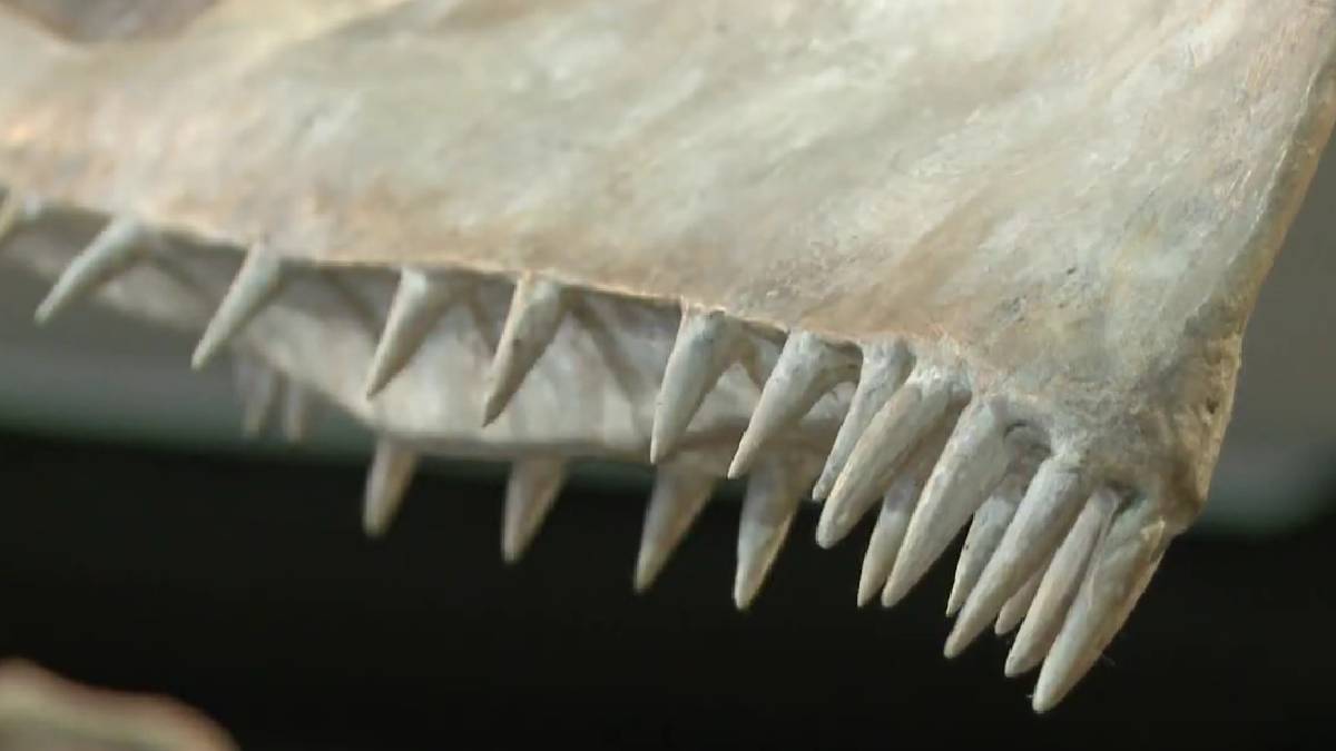 O achado na Bacia do Araripe muda o que sabemos sobre a evolução