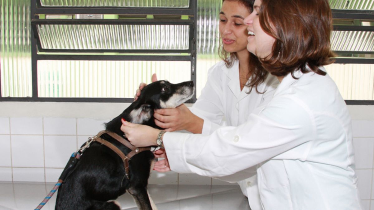 Programas públicos de castração auxiliam municípios a planejar ações contínuas de saúde animal/Divulgação