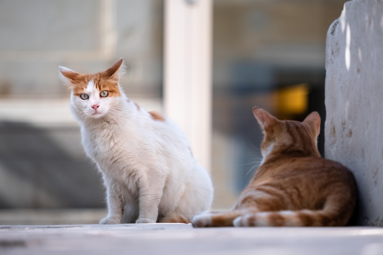 Gatos sentem calor, mas os sinais são discretos; veja como identificar e ajudar