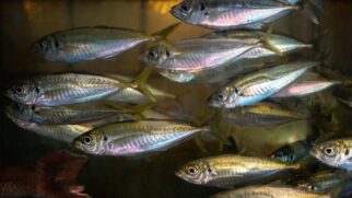 Os animais aproveitam a estadia para buscar alimentos na forma de detritos orgânicos acumulados no ambiente