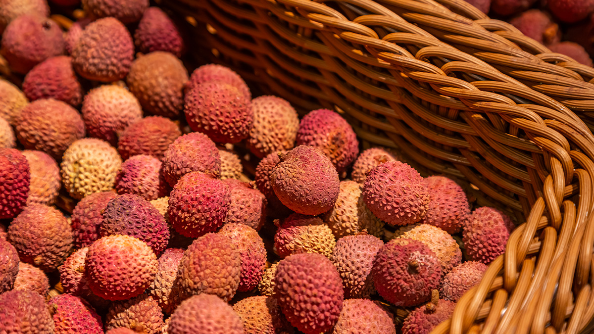 A semente da lichia perde a viabilidade rapidamente após secar, por isso deve ser plantada logo depois do consumo da fruta para garantir a germinação. Freepik
