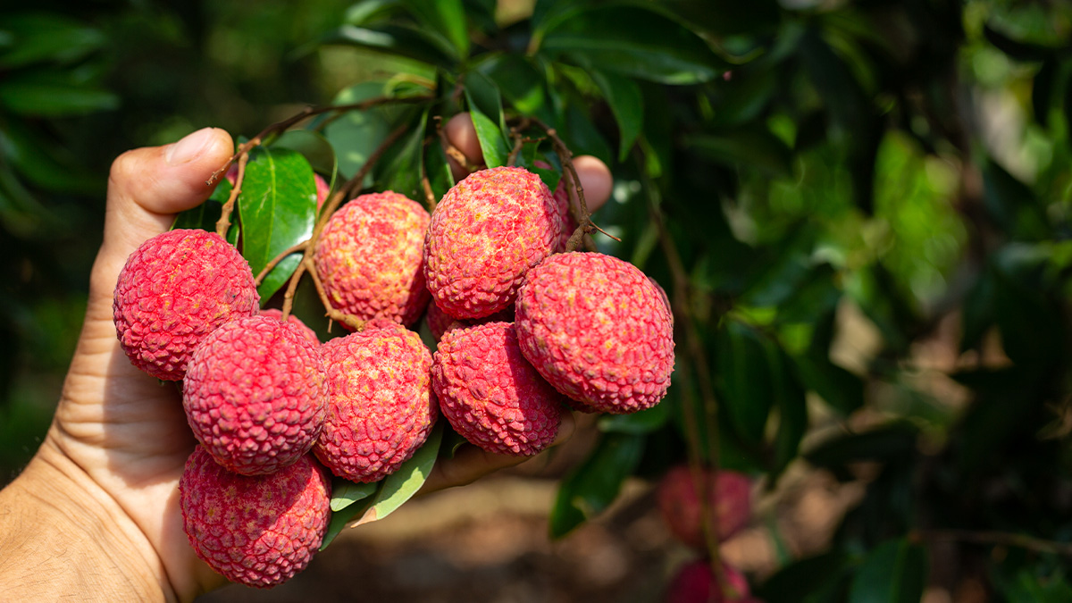 Árvores de lichia cultivadas a partir da semente podem levar de 10 a 15 anos para produzir frutos, bem mais tempo do que mudas clonadas. Freepik