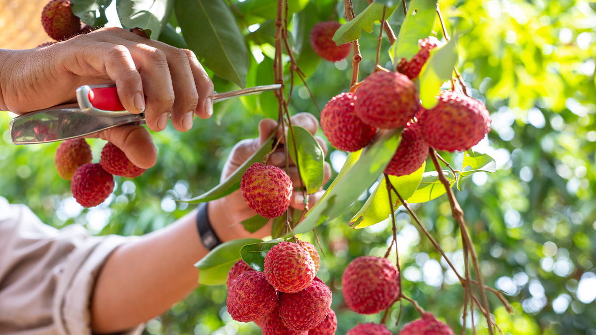 As folhas jovens da lichieira nascem com tons avermelhados ou bronzeados, característica natural da espécie e não sinal de doença. Freepik