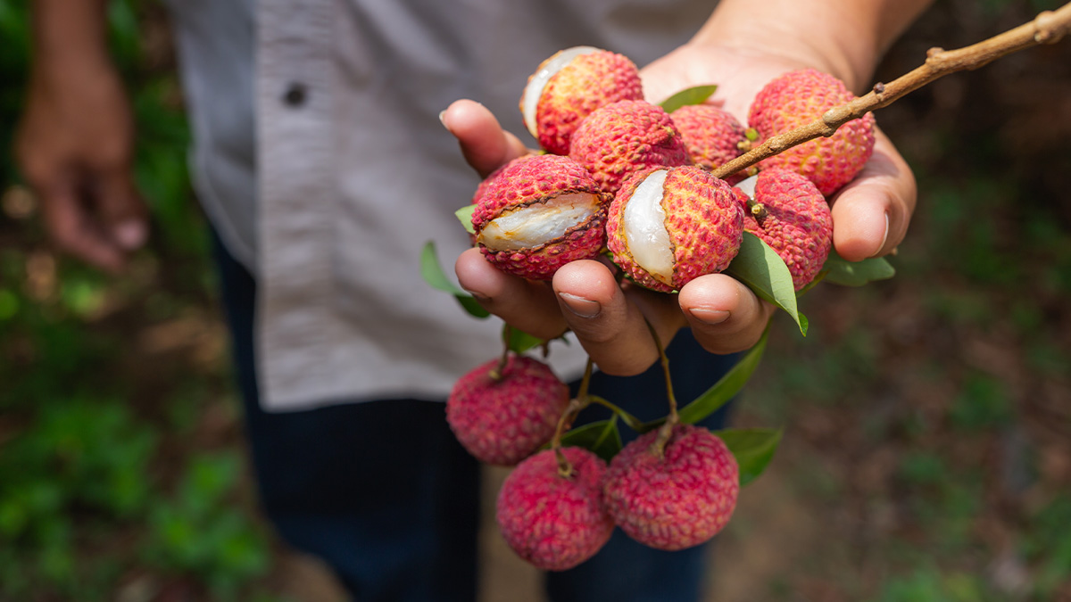 Mergulhar o caroço da lichia em água potável por 24 horas antes do plantio pode acelerar significativamente o processo de brotação. Freepik