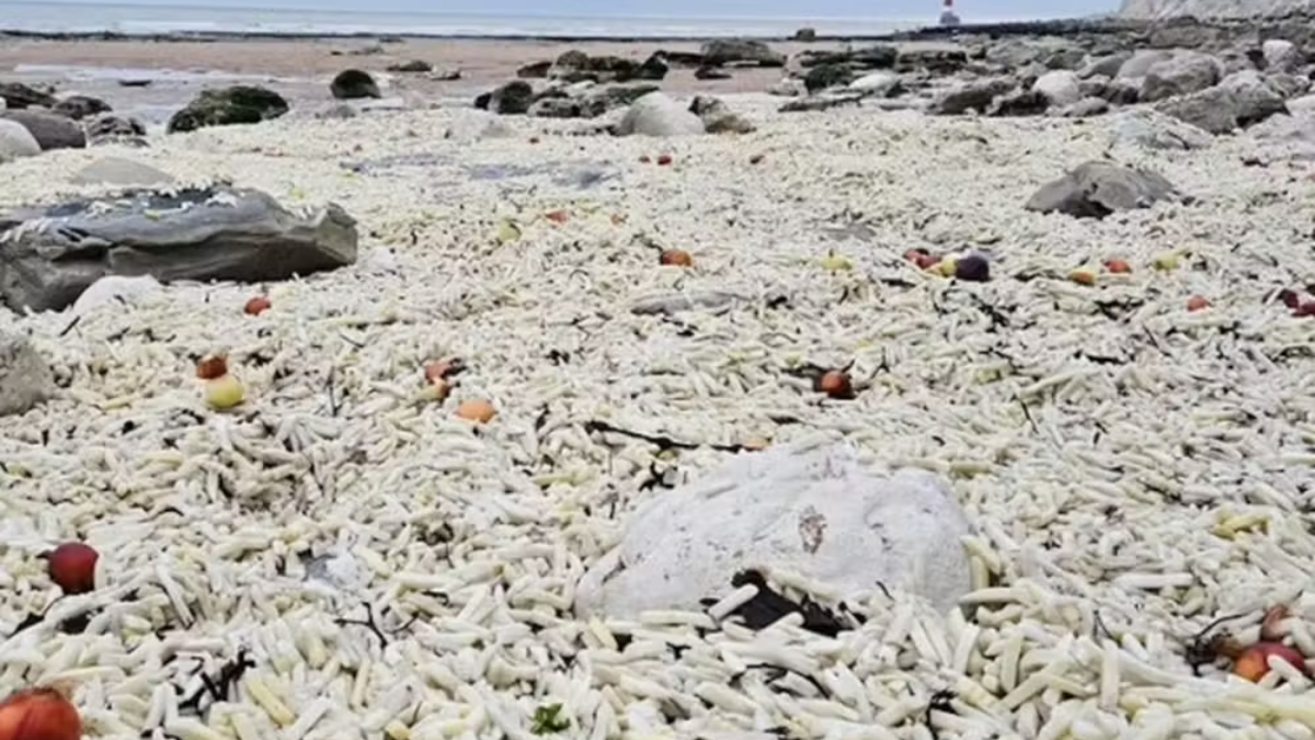O volume de batatas fritas do incidente mais recente superou qualquer registro anterior na região
