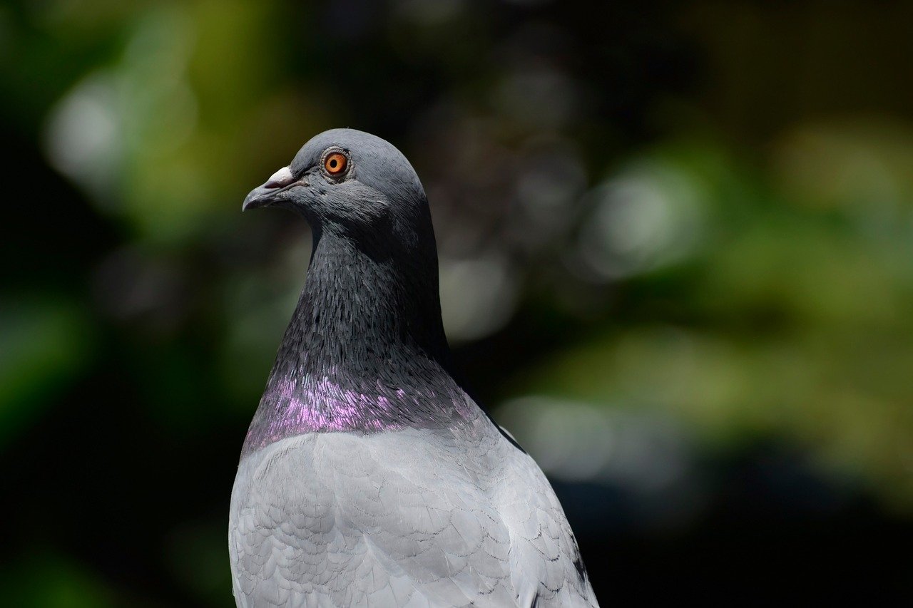 sementes grudam, aves perdem o voo e o cenário impressiona turistas e biólogos/Freepik