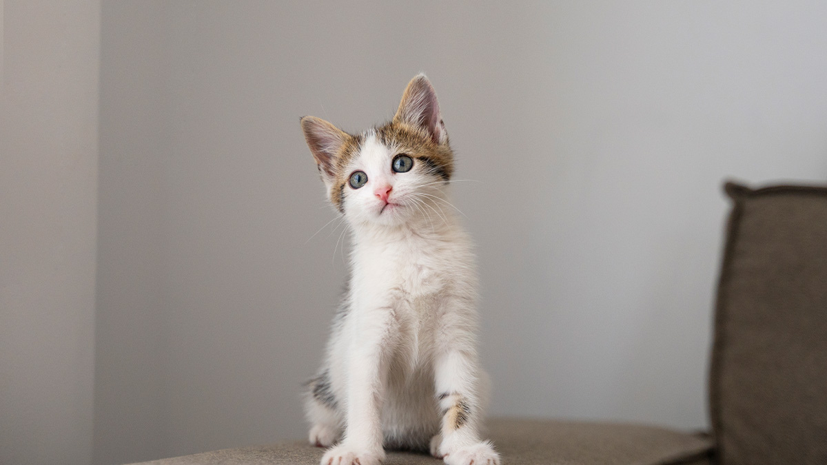Gatos enxergam a casa como território e podem reagir com estresse imediato quando um novo animal é introduzido sem adaptação prévia. Freepik