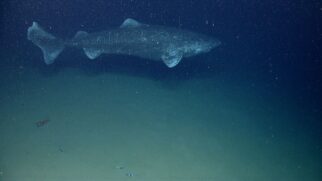 Um mergulho no mundo do animal mais lento e longevo das profundezas oceânicas