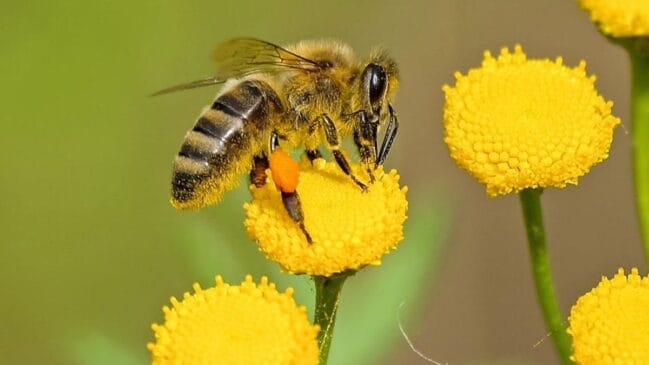 As abelhas são essenciais para o ecossistema mundial, pois realizam a polinização de cerca de 80% das plantas com flores e 70% das culturas agrícolas