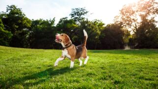 Além de reconhecer rostos, os cachorros conseguem prever as consequências das nossas emoções