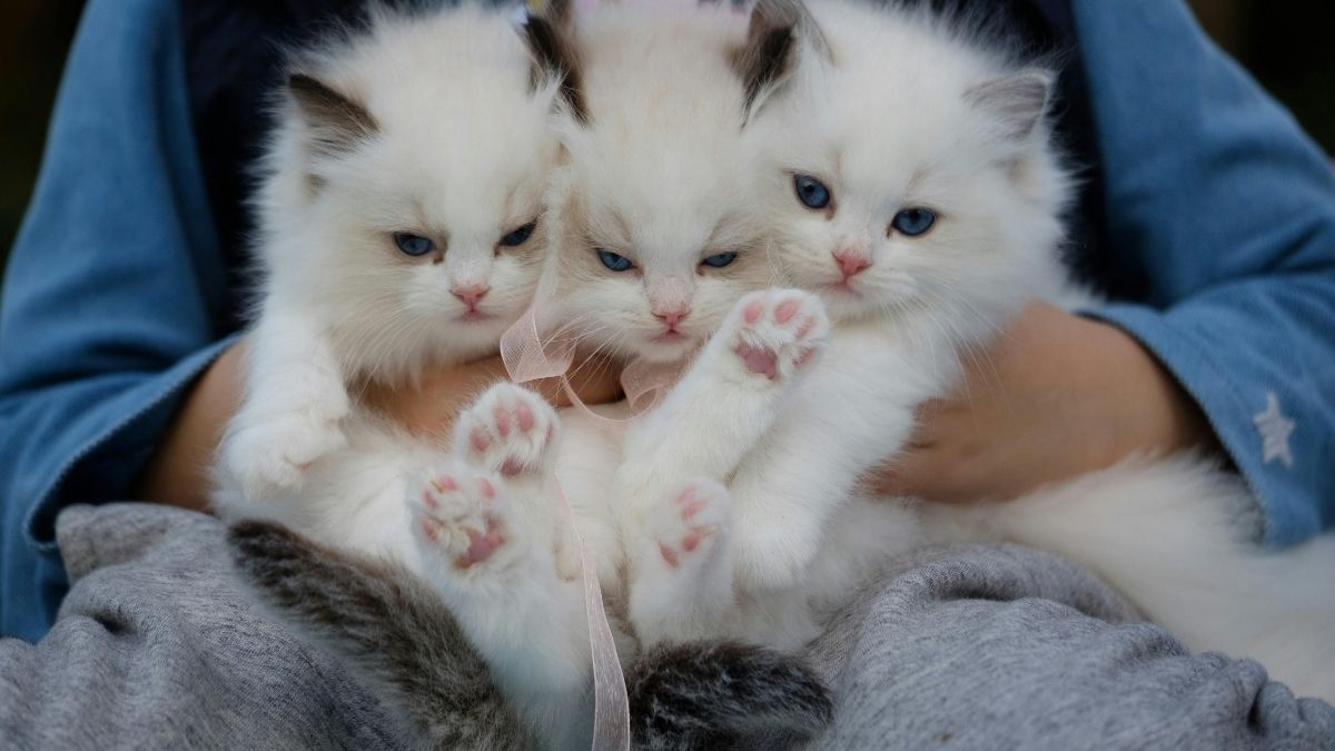 Sinais ignorados: Antes de morder, o gato avisa que está desconfortável. Fique atento às orelhas que se movem para trás ou à ponta do rabo que começa a balançar freneticamente. Se você ignorar esses avisos, a mordida será o próximo passo/Pexels