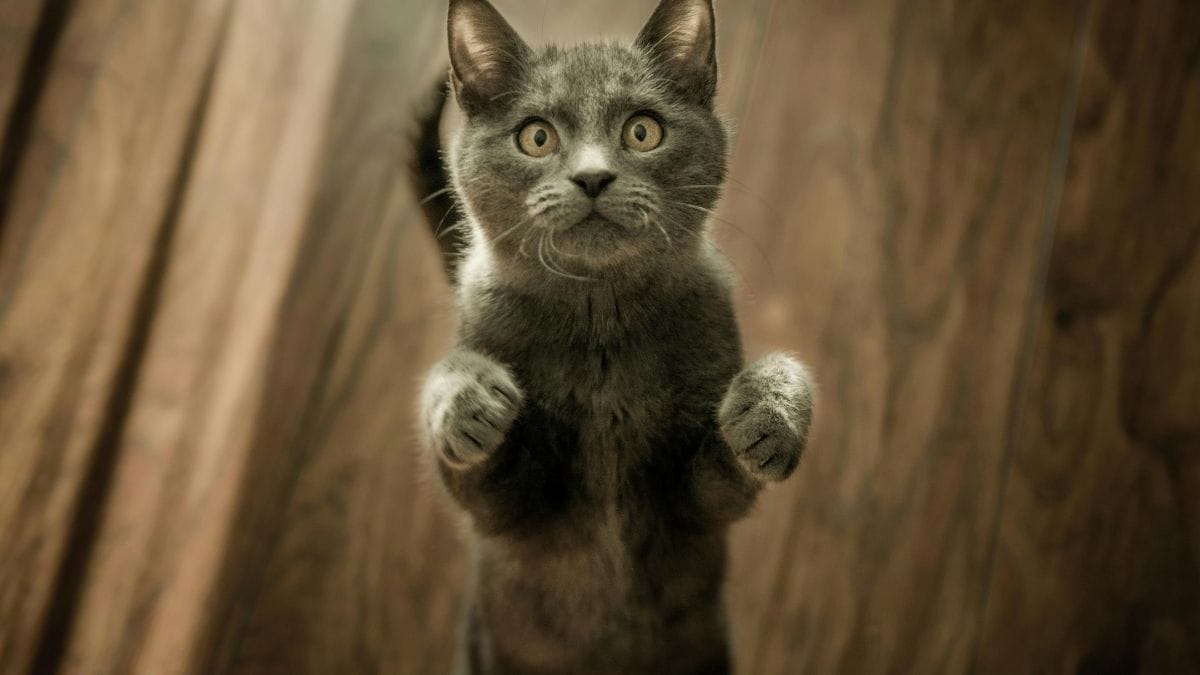 Supersensibilidade: Gatos têm terminações nervosas sensíveis. Se o carinho dura muito tempo ou é feito em locais que eles não gostam (como a barriga ou perto da cauda), o cérebro deles entende o toque como um incômodo físico, gerando uma reação explosiva/Pexels