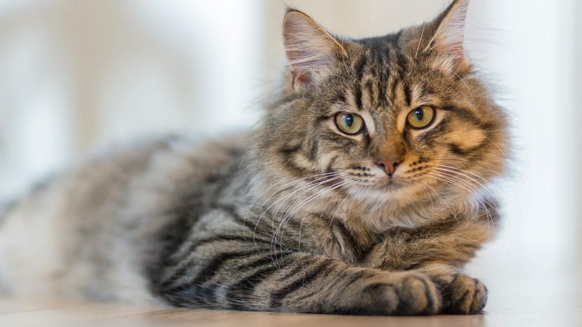 Instinto de caça: Especialmente em gatos jovens, o carinho pode ser interpretado como um convite para brincar. Nesses casos, a mordidinha simula a captura de uma presa. O ideal aqui é nunca usar as mãos para brincar, mas sim brinquedos específicos/Pexels