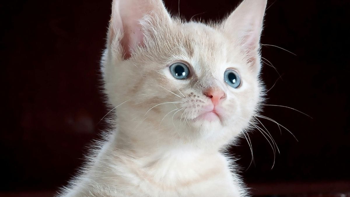 Agressividade redirecionada: Às vezes, o gato vê algo que o estressa (como outro gato no quintal através da janela). Se você fizer carinho nele nesse momento de tensão, ele descarrega o estresse na sua mão, mesmo que você não seja a causa do problema/Pexels