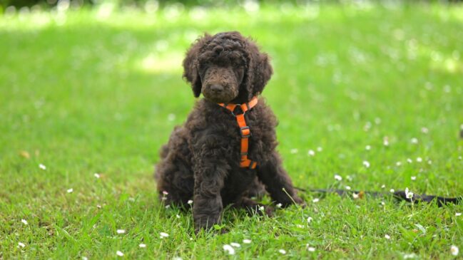 Poodle / Pixabay