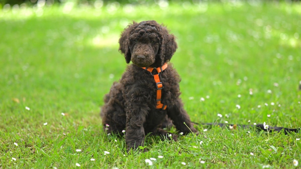 Poodle / Pixabay