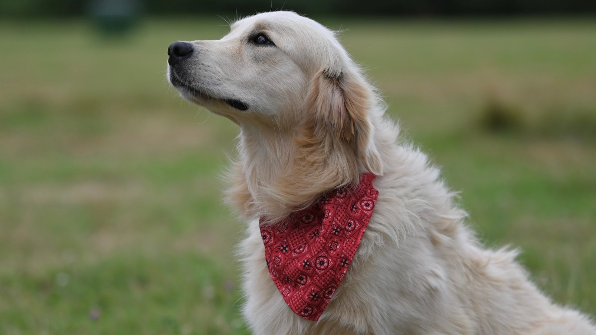 Golden retriever / Pixabay
