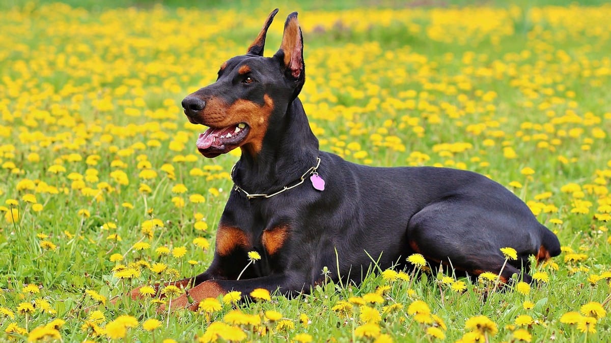 Dobermann / Pixabay