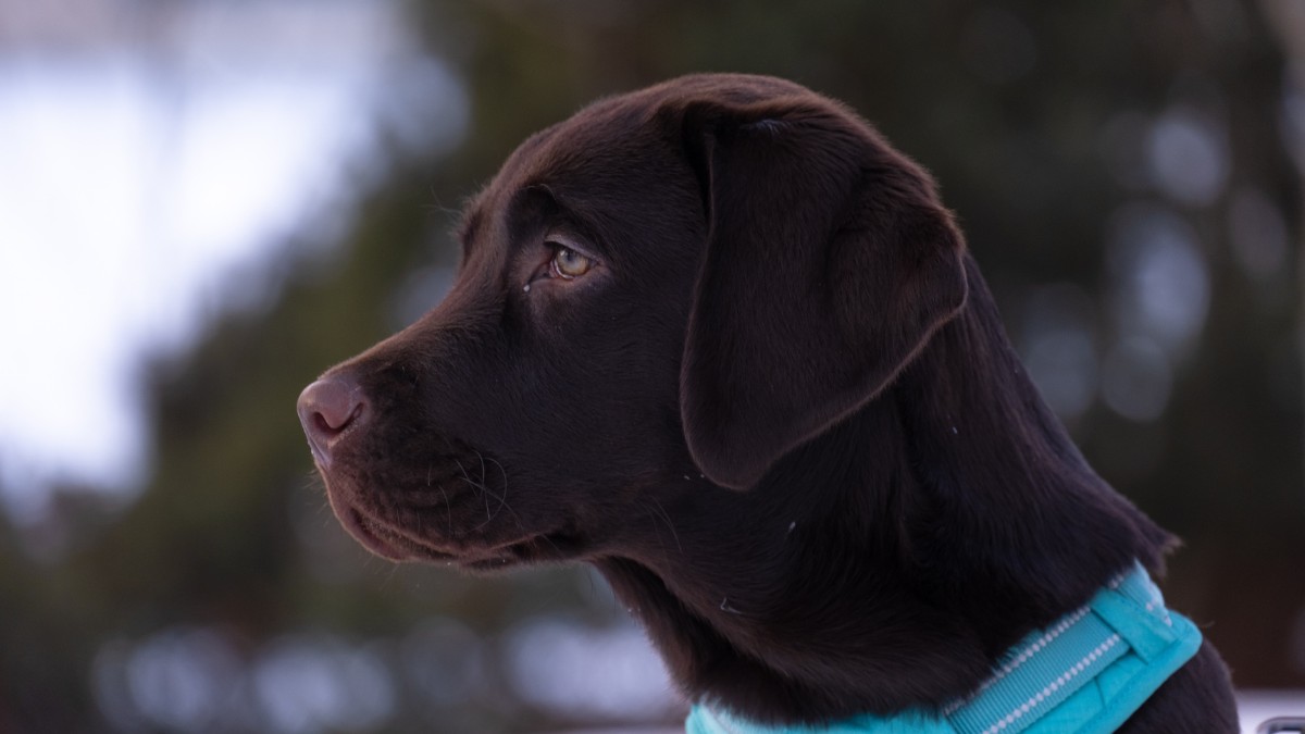 Labrador retriever / Pixabay