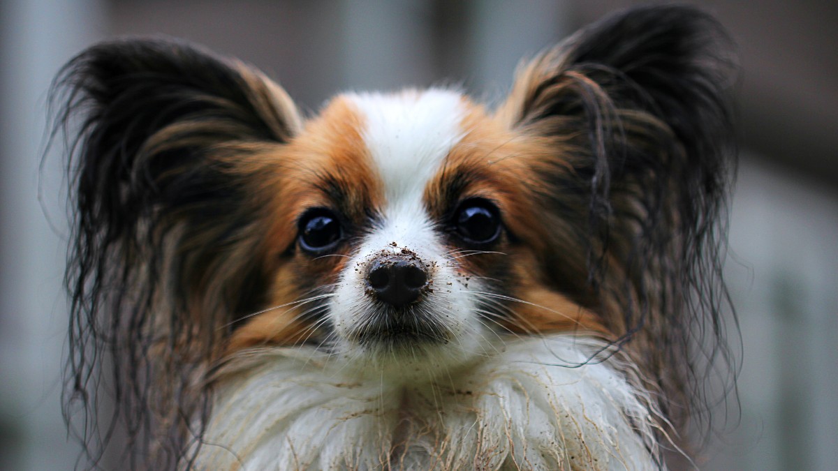 Papillon / Pixabay