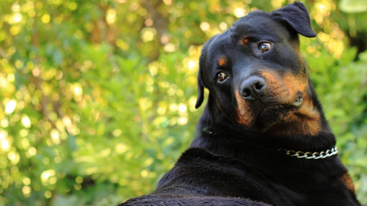 Rottweiler / Pixabay