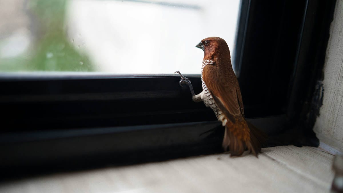 O vidro funciona como espelho e engana o pássaro, que reage instintivamente como em uma briga territorial/Pixabay