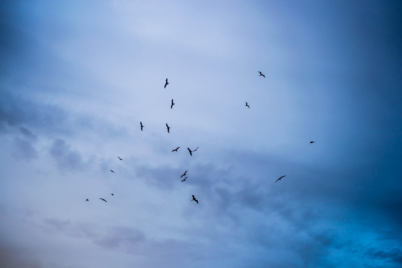 a Pisonia grandis prende aves com sementes pegajosas e levanta um debate global sobre equilíbrio ecológico/Freepik