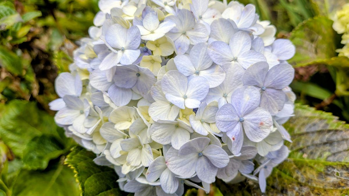 Elas são muito mais tolerantes ao sol e ao calor do que as tradicionais, florescendo com vigor mesmo em condições que fariam outras espécies murchar. Beleza clássica com muito menos preocupação/Pexels