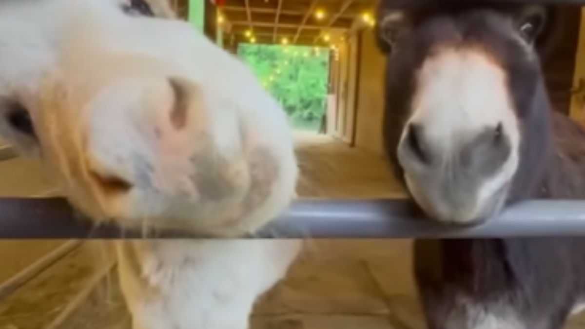 Dois burros marcados pelo isolamento, Jack e Ru, se reconheceram sem palavras e criaram um laço imediato. Captura de tela/YouTube/The Dodo