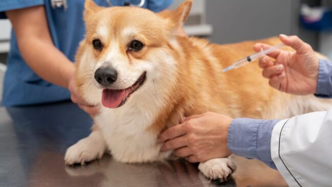 Plano para 2026 prevê 2.700 castrações gratuitas, resgates e mutirões de atendimento veterinário nos bairros.