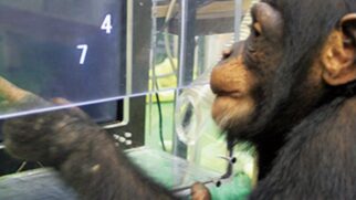 Ai faleceu aos 49 anos após décadas de estudos que provaram que animais podem compreender símbolos complexos e lógica matemática.