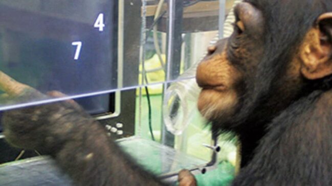 Ai faleceu aos 49 anos após décadas de estudos que provaram que animais podem compreender símbolos complexos e lógica matemática.