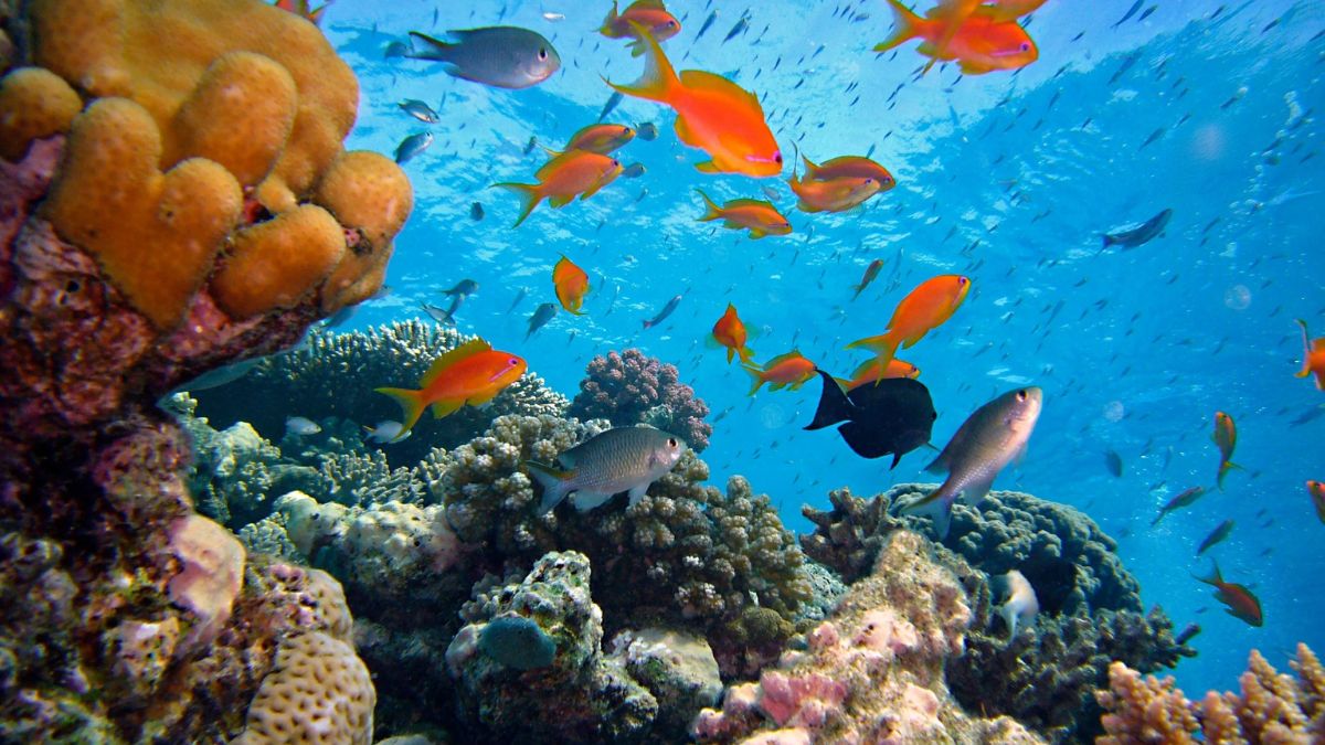 Estudo liderado pela USP mostra que quase a totalidade dos recifes da região sofreu branqueamento em 2024.