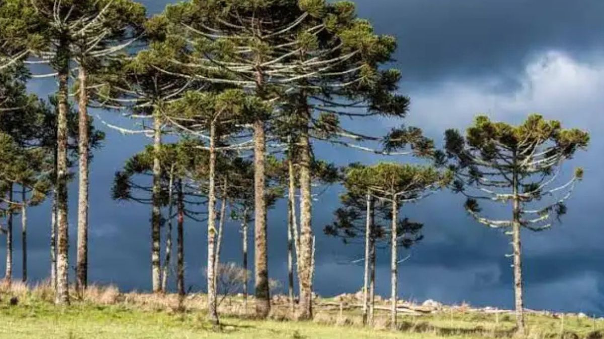 Tecnologia desenvolvida no Paraná antecipa os riscos da emergência climática para o meio ambiente