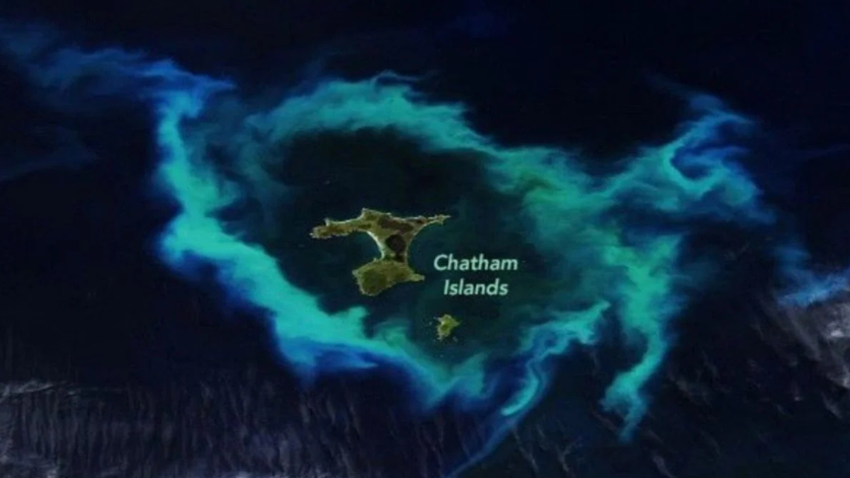 Imagem deslumbrante da Ilha Chatham revela explosão de vida marinha que ajuda a Terra a respirar