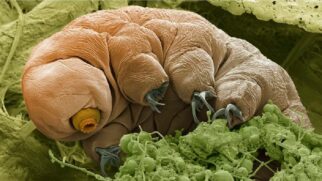 Os tardígrados são seres microscópicos menores do que um grão de sal