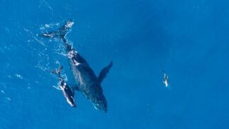 A espécie está na segunda categoria com maior grau de risco extinção da IUCN