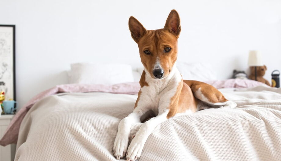 A lei considera infração deixar cães ou gatos sozinhos por mais de 36 horas, mesmo que haja comida e água disponíveis. Freepik