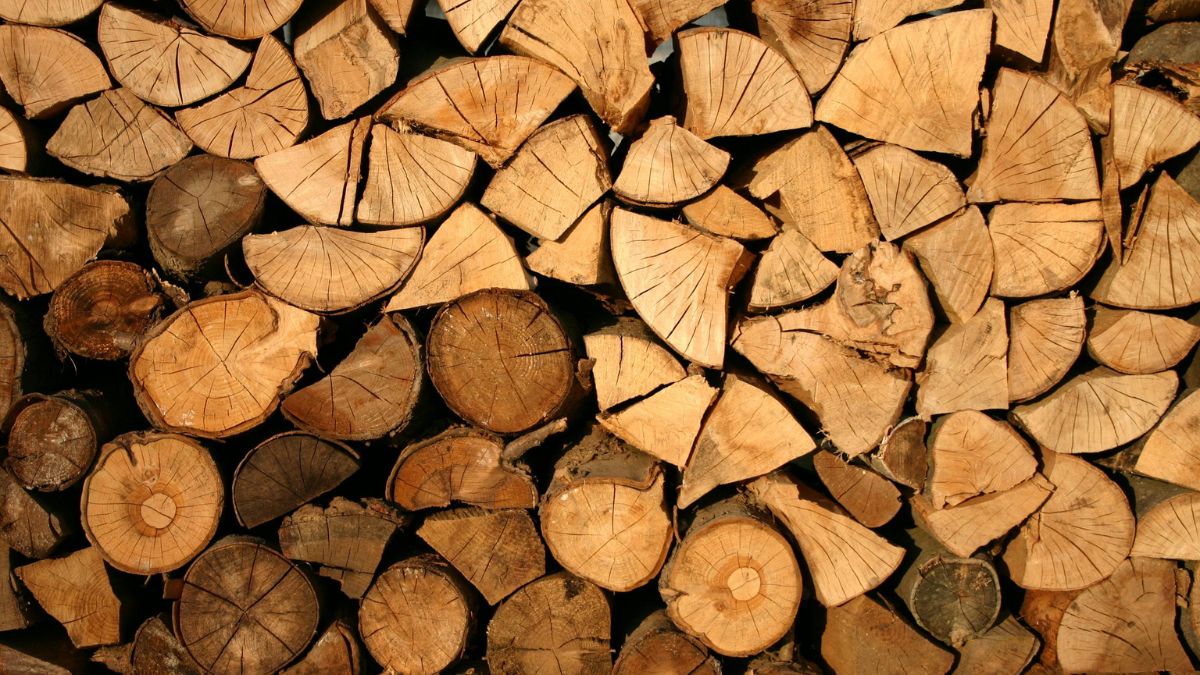 O uso de lenha de árvores frutíferas, como a laranjeira ou macieira, agrega um aroma adocicado e defumado à carne, elevando o sabor do churrasco sem a necessidade de temperos complexos/Pexels