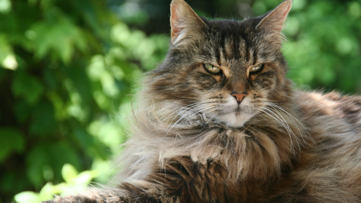 Entre as raças mais conhecidas de grande porte está o Maine Coon / Unsplash/Bee Felten-Leidel