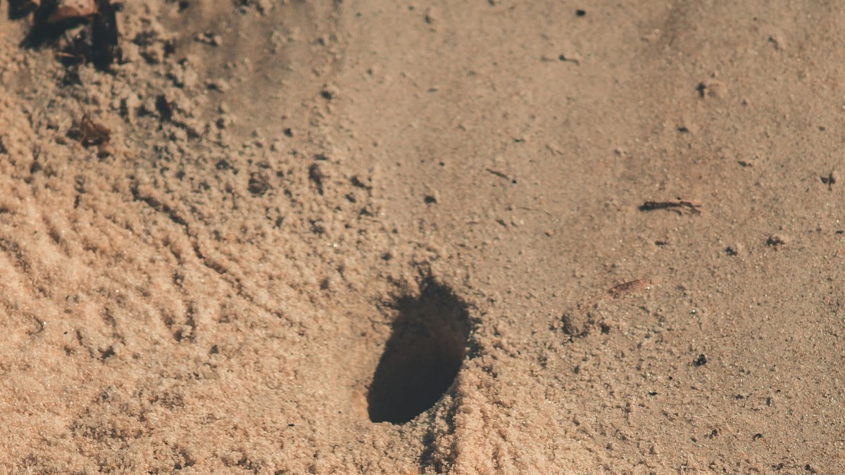 Além do hábito de escavação, o comportamento alimentar diversificado da espécie contribui para a ciclagem de nutrientes