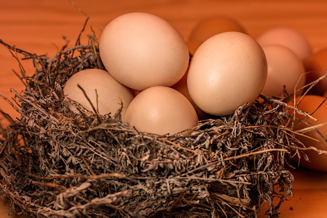 Segurança alimentar começa em casa: aprenda a evitar contaminações e desperdício ao armazenar ovos corretamente/Pixabay