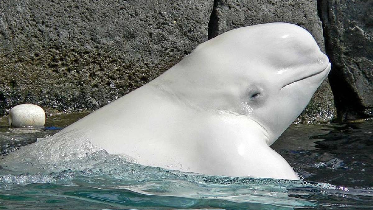 Entenda como o sistema de acasalamento das belugas protege as populações que vivem isoladas no Alasca