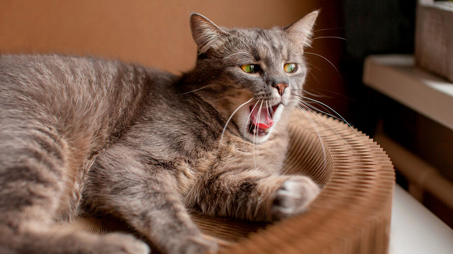 Se a temperatura já está desconfortável para você, o seu gato provavelmente também sente os efeitos do calor/Pixabay