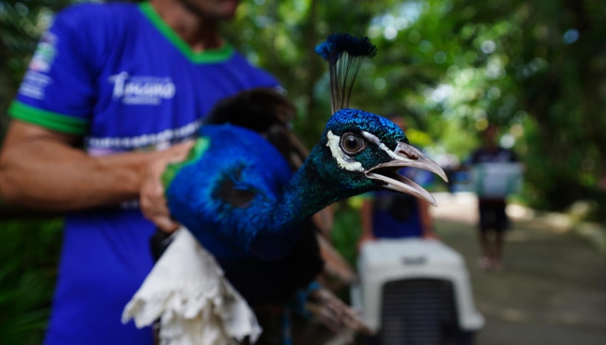 Entre as próximas novidades já confirmadas estão a chegada de macacos-prego e tucanos-toco, prevista para os próximos 15 dias
